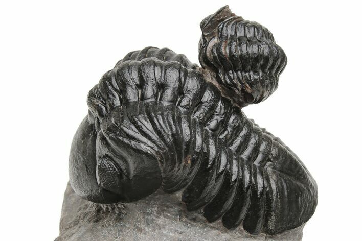 Two Jet Black Reedops Trilobites - Morocco #224400